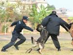 警犬护卫保春